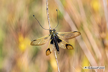 Ascalaphidae - Libelloides longicornis