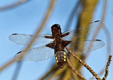 Libellula Depressa   - Platerum Depressum -  femmina