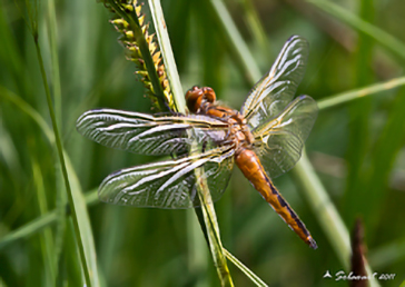 Libellulidae; Specie: Libellula Fulva  -  femmina