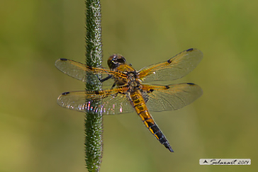 Libellula quadrimaculata