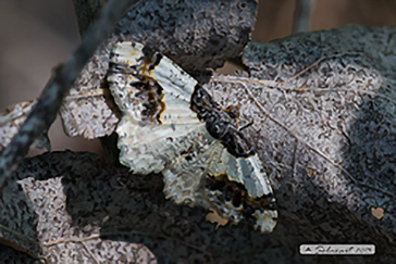 Ligdia adustata - Scorched Carpet