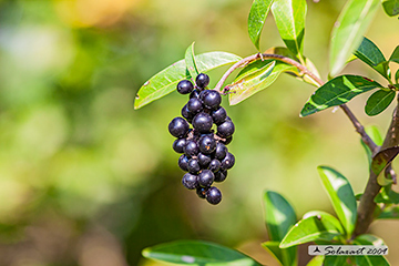 Ligustrum vulgare