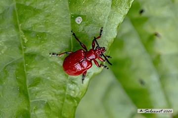 Lilioceris merdigera