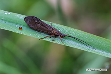 Limnephilidae, specie indeterminata