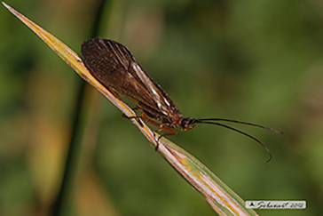  Limnephilidae , Drusus sp