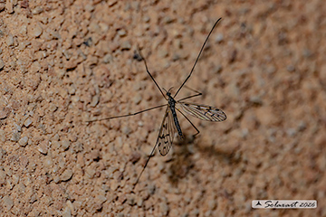 Limonia maculipennis