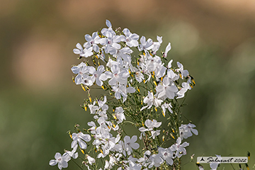 Linum suffruticosum