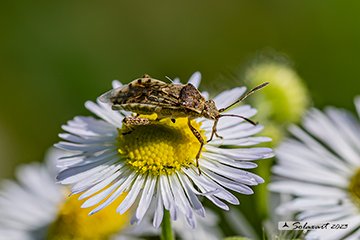 Liorhyssus hyalinus