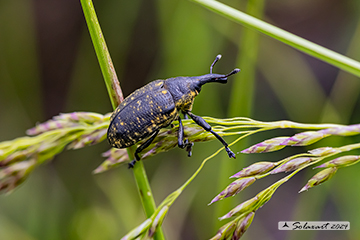 Liparus germanus