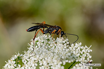 Lissonata setosa