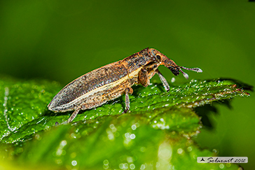 Curculionidae -  Lixus juncii