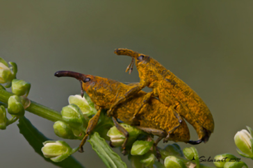 Curculionidae -  Lixus pulverulentus