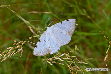 Lomographa bimaculata - white-pinion spotted