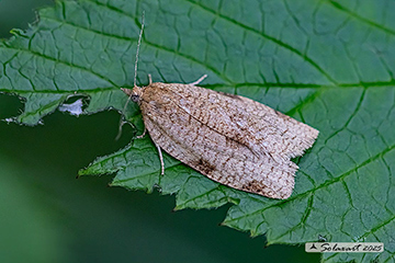 Lozotaenia forsterana