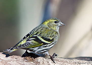 Eurasian Siskin, Lucherino