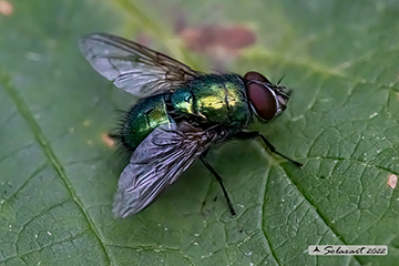 Calliphoridae: Lucilia caesar