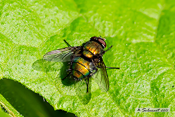 Calliphoridae: Lucilia sericata