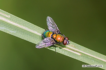 Calliphoridae: Lucilia silvarum