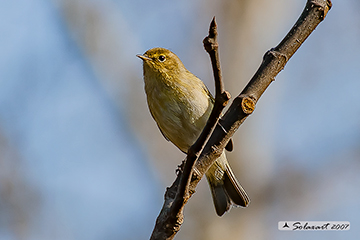 Willow Warbler, luì grosso