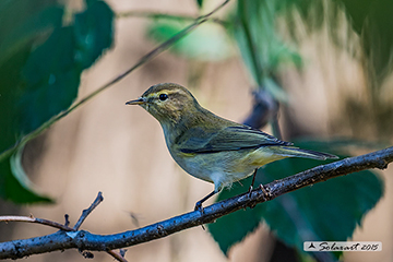 Common Chiffchaff, Luì piccolo