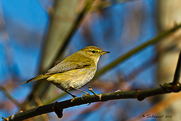 Wood Warbler, Luì verde