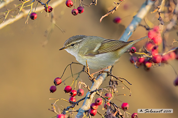 Phylloscopus humei - Hume's leaf warbler