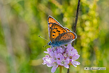 Lycaena alciphron