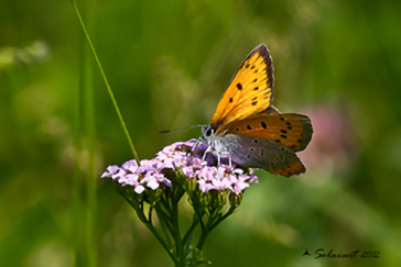 Lycaena dispar