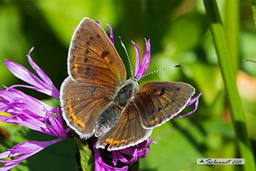 Lycaena eurydame