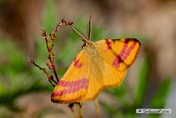 Lythria cruentaria