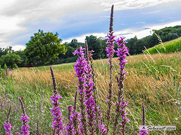 Lythrum salicaria