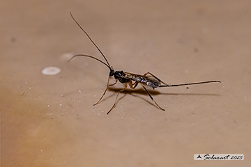 Macrocentrus marginator