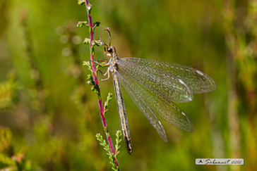 Macronemurus appendiculatus