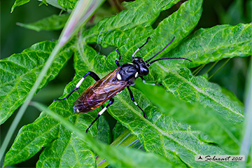 Macrophya rufipes