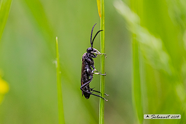 Macrophya sp