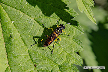 Macrophya alba