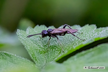 Macrophya annulata