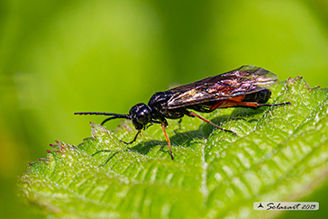 Macrophya rufipes