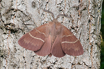 lasiocampidae Macrothylacia rubi