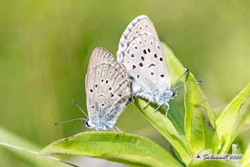 Maculinea rebeli