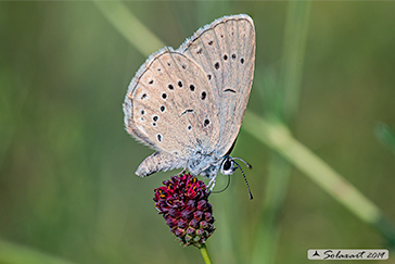 Maculinea teleius