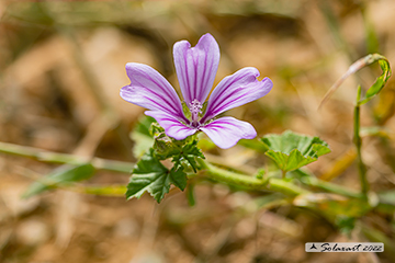 Malva sylvestris