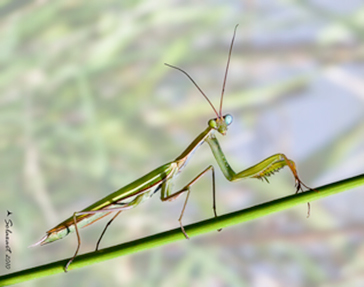 Mantis religiosa