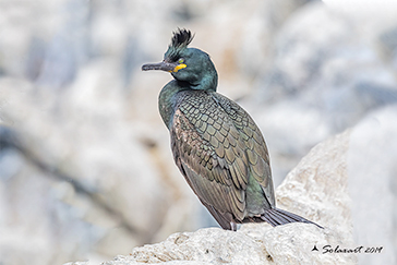 Phalacrocorax aristotelis; Marangone dal ciuffo; European Shag