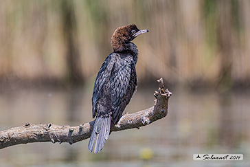 Pygmy Cormorant, Marangone minore