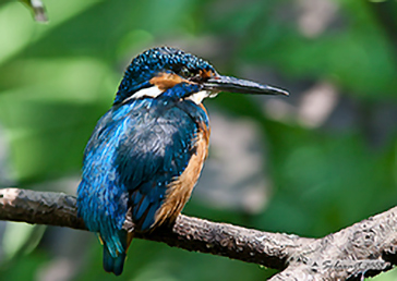 Common Kingfisher, Martin pescatore