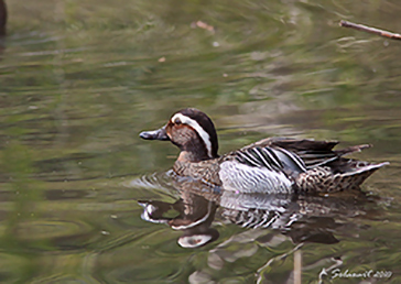 Garganey, Marzaiola