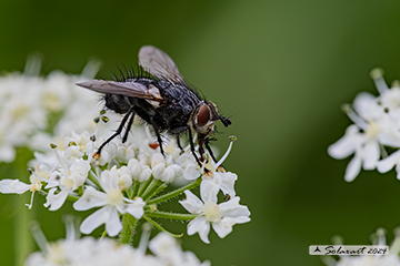 Masicera sp