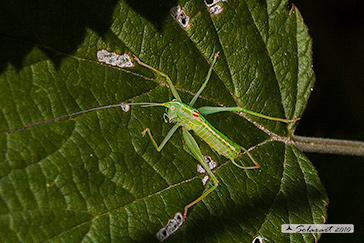Meconema meridionale