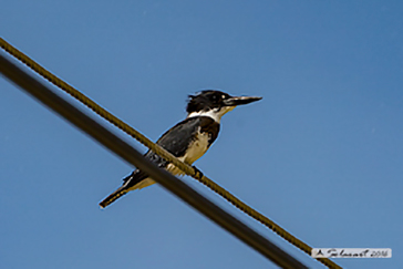 Belted kingfisher, Martin pescatore americano